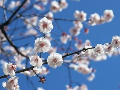 哪些花在春天开放图片名字 哪些花春天开