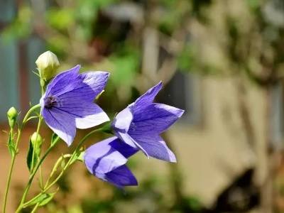 桔梗花的花语白色 桔梗花的花语绿色寓意