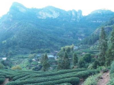 2023年武夷山茶博会，武夷山茶博会延期