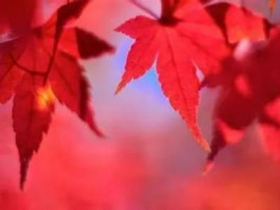 枫叶像什么比喻句二年级 一年级枫叶比喻