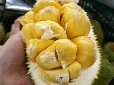 榴莲蜜的功效禁忌 榴莲蜜成熟的季节几月