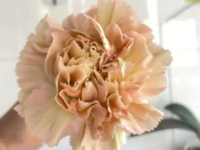 送给妈妈的花有哪些 送给妈妈的鲜花爱意