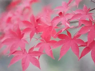 秋入冬的唯美诗句有哪些 非常唯美的诗句