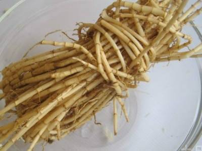 茅根的功效与作用禁忌 芦根的功效与作用