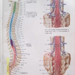 l45腰椎在哪个部位，第八腰椎在哪个部位