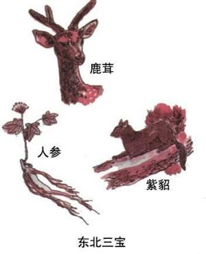 东北的三宝是什么？东北的新旧三宝介绍
