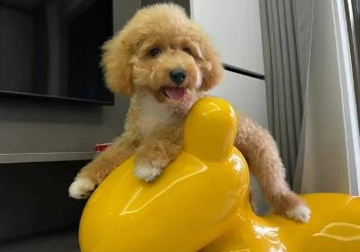 比熊泰迪和贵宾犬区别 泰迪和贵宾的区别