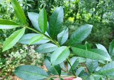 花椒叶的功效和作用及食用方法叶的介绍