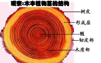 形成层 韧皮部 木质部之间的位置和关系图