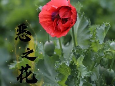 2023年罂粟花开花的时间，罂粟花开子墨