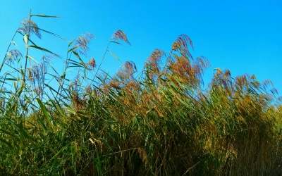 我愿变成一阵微风仿写句子 一年级的答案