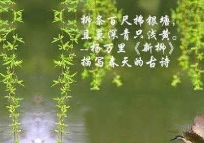 描写雨的句子悲伤心情 描写雨的句子唯美